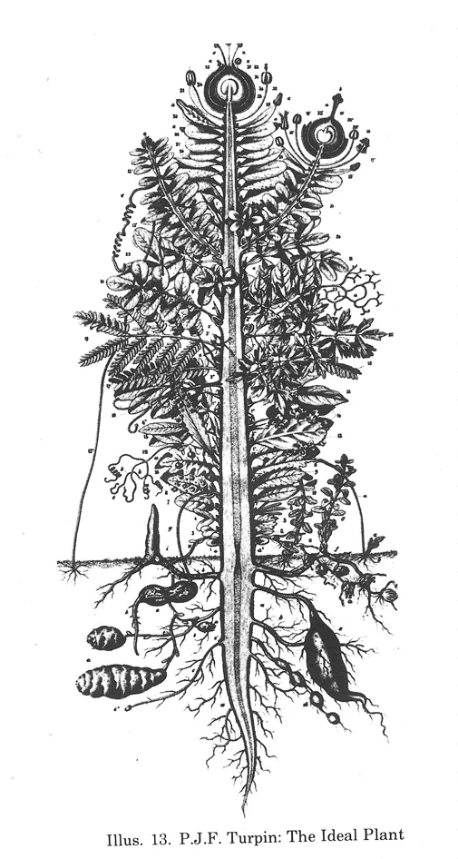 Inducing The Urpflanze archive illustration